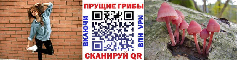 Купить  Мостовской  Галлюциногенные грибы Psilocybe 